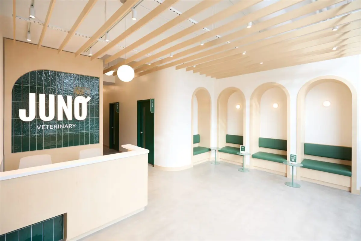 Juno Veterinary reception on Queen Street East: glazed green tile logo wall, maple reception desk and arched banquette niches beneath a maple slat ceiling.